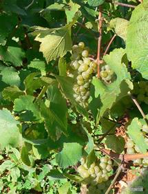 Uva Malvasia