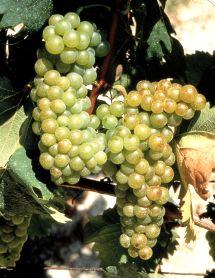 Uva Moscato