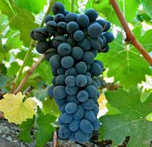 Uva Cabernet Franc