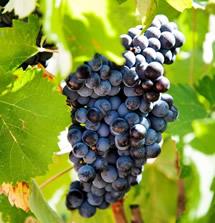 Uva Monastrell
