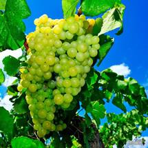 Uva Macabeo