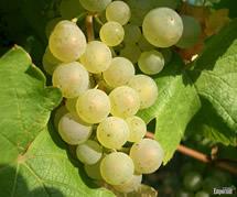 Uva Riesling