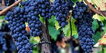 Uva Sagrantino