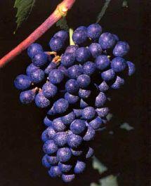 Uva Lambrusco di Sorbara