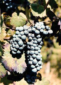 Uva Lambrusco Salamino
