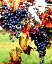 Uva Lambrusco Grasparossa