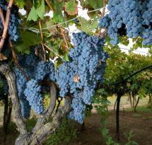 Uva Lambrusco