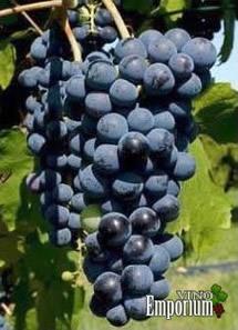 Uva Corvina