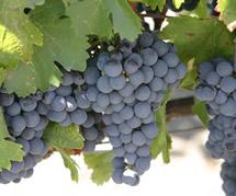 Uva Malbec