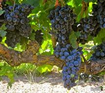 Uva Barbera