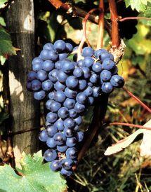 Uva Dolcetto