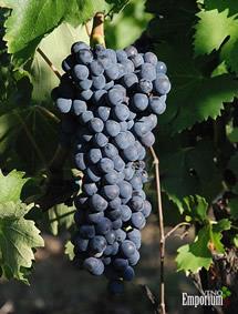 Uva Ciliegiolo