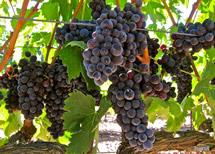 Uva Aglianico