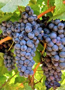 Uva Tannat
