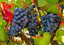Uva Alicante Bouschet